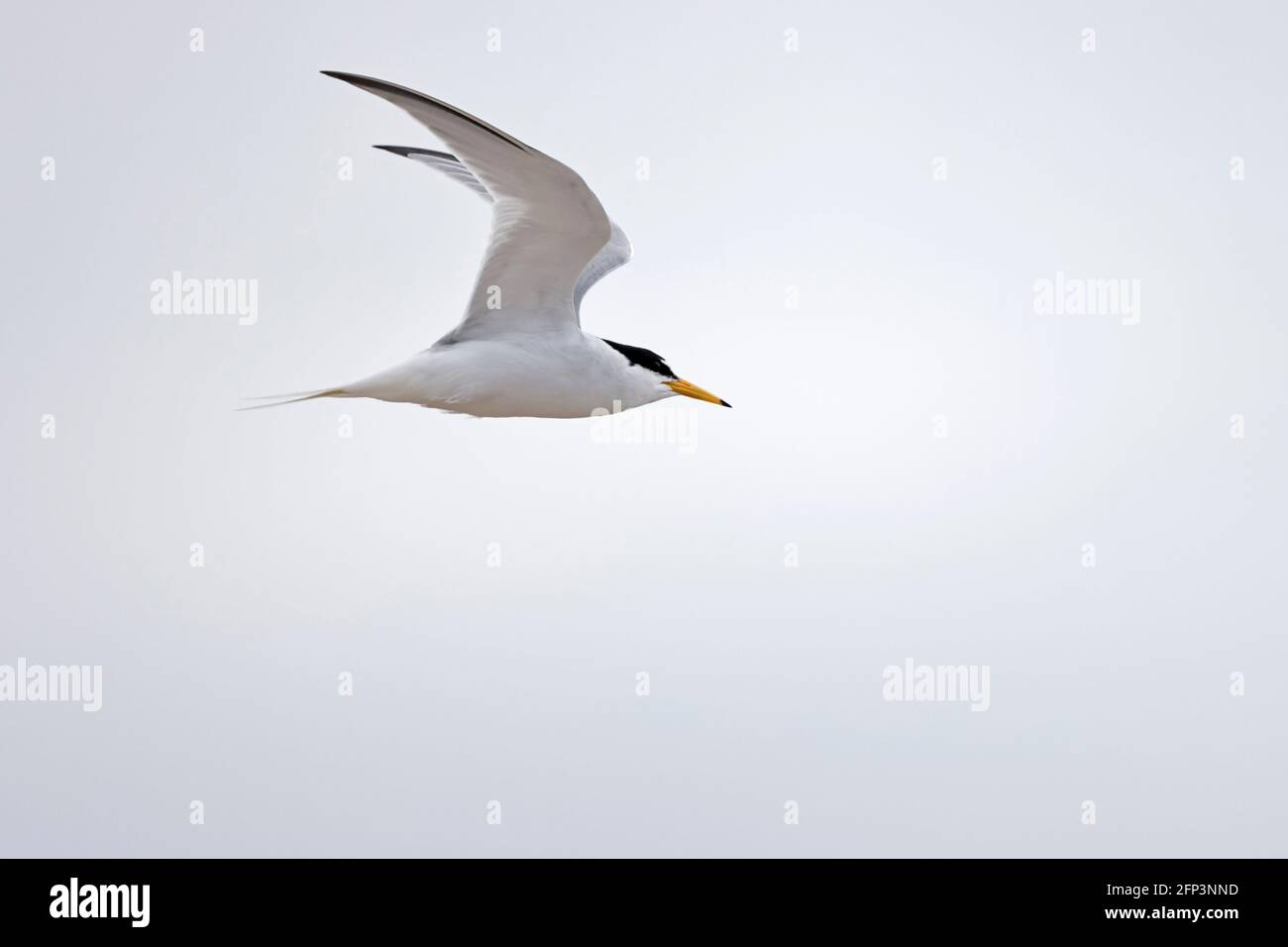 Little Tern en vol au Ferrybridge Chesil Beach Dorset Banque D'Images