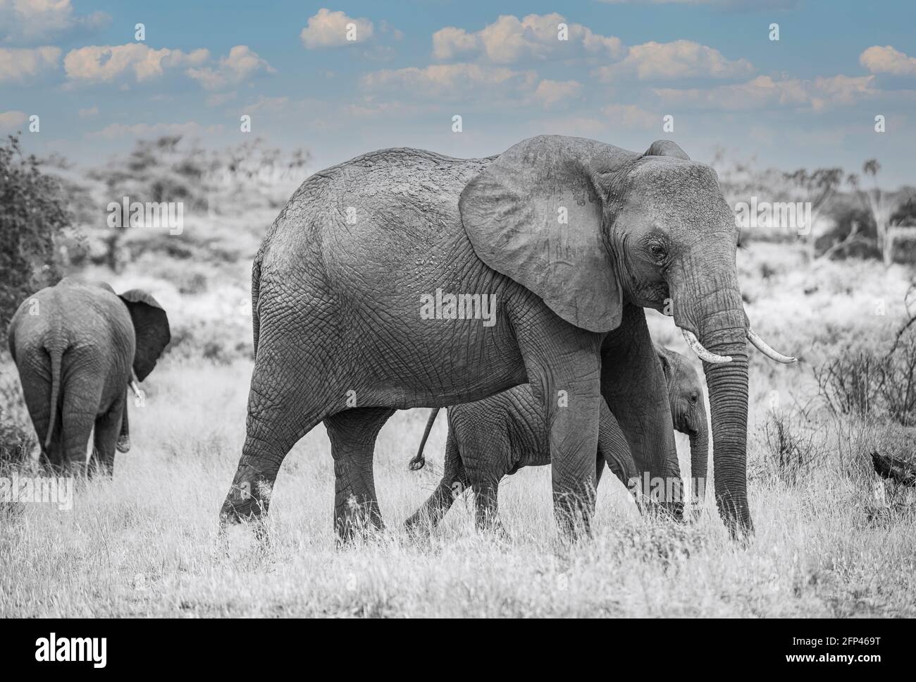 Mère éléphant avec ses deux jeunes enfants Banque D'Images