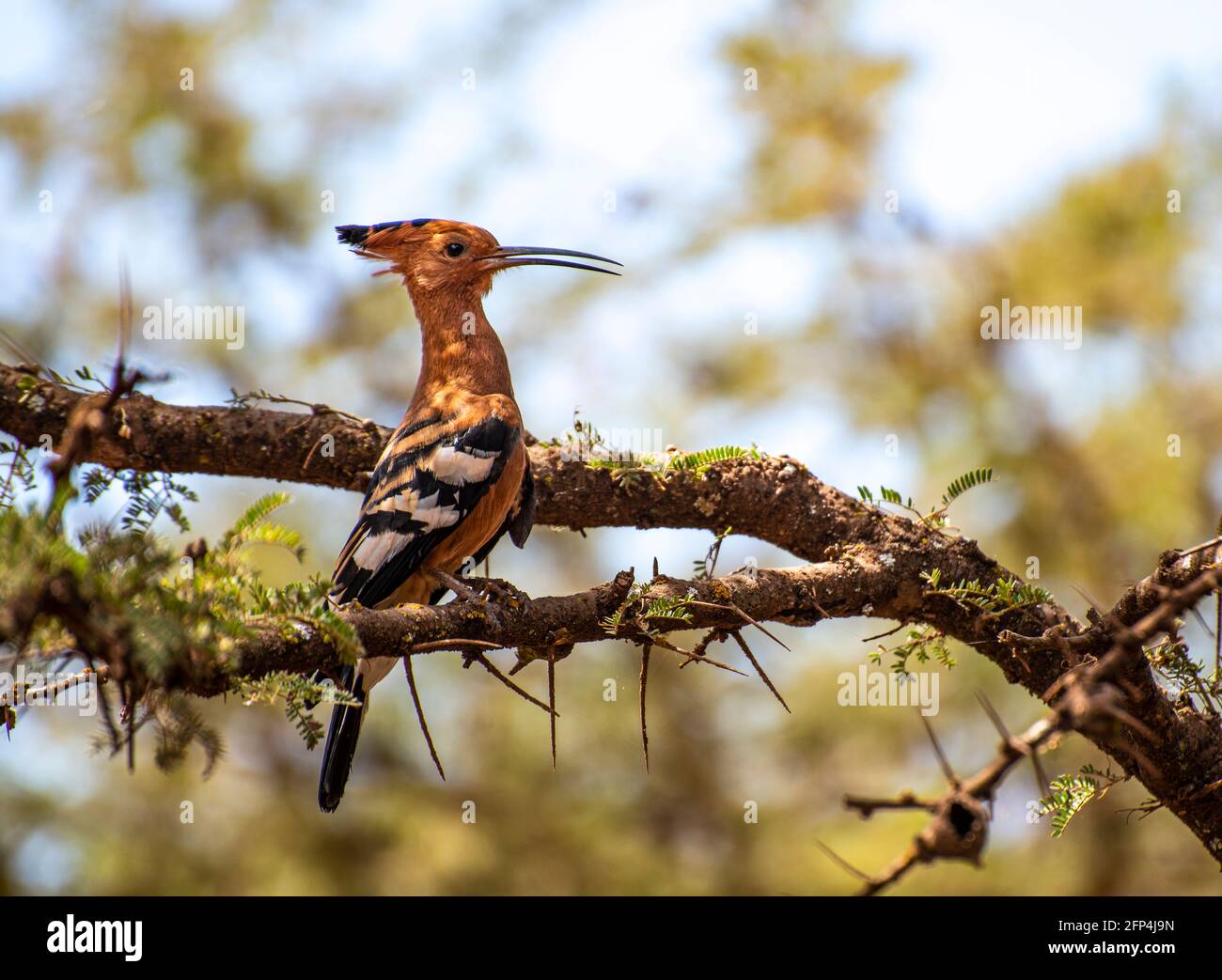 Oiseau d'Hoopoe africain assis dans un arbre Banque D'Images