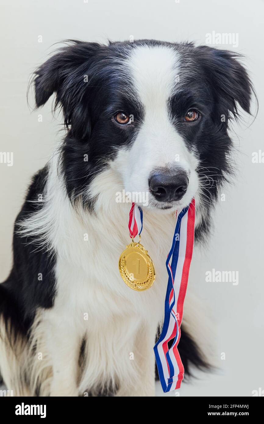 Bordure de chien de chiot collie tenant la médaille d'or du gagnant ou du champion dans la bouche isolée sur fond blanc. Champion gagnant chien drôle. Victoire d'abord p Banque D'Images