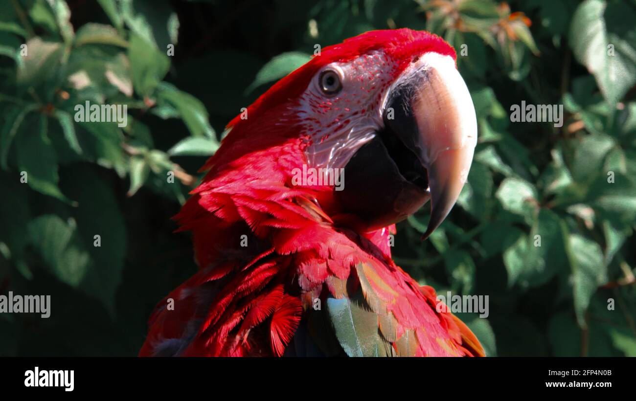 perroquet macaw assis sur la cage près Banque D'Images