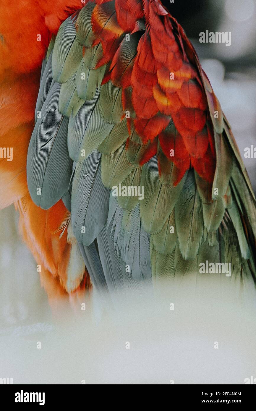 gros plan sur les plumes de perroquet des aras Banque D'Images