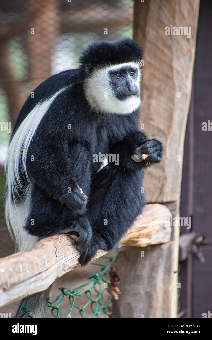 Singe colobus au Mount Kenya Wildlife Conservancy Banque D'Images