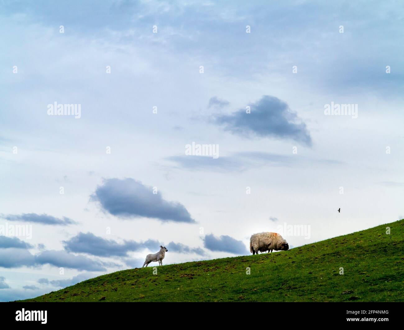 Moutons et agneau nouveau-né paître sur un champ de colline au printemps avec ciel et nuages en arrière-plan. Banque D'Images