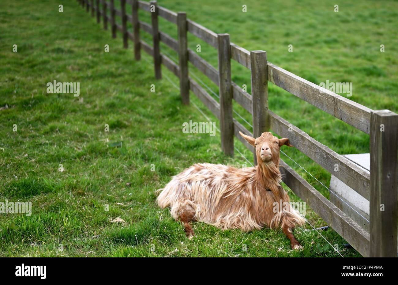 Jolie chèvre dorée Guernesey assise dans un champ Banque D'Images