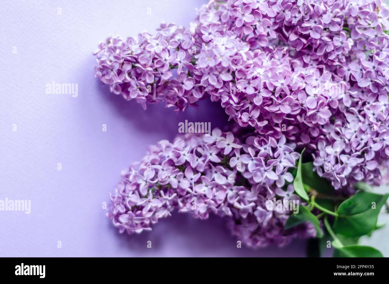 fleurs de lilas sur fond violet, espace libre Banque D'Images