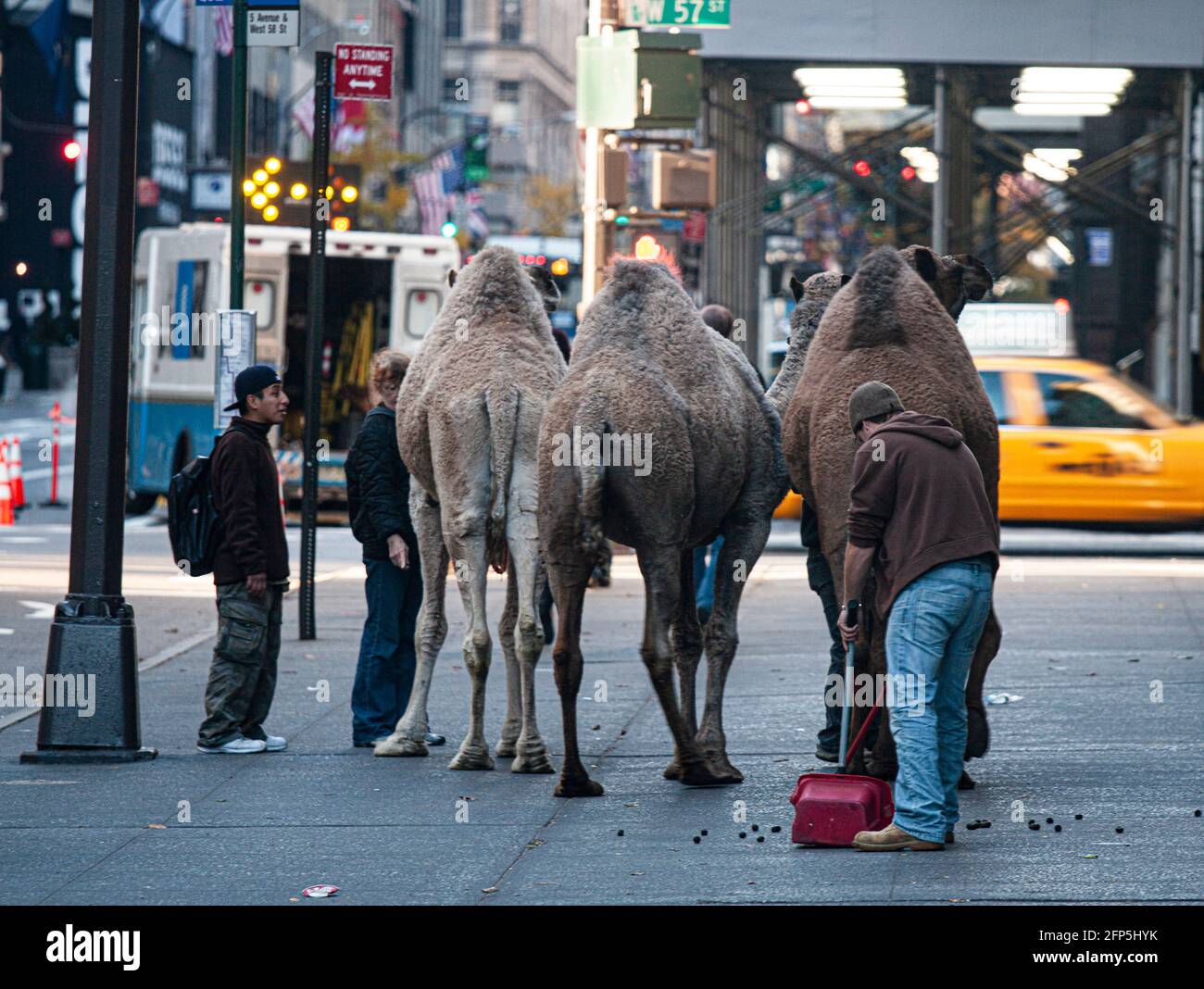 Des gens perplexes regardent une scène bizarre de 3 chameaux marchant le long de la 6e Avenue, New York, avec un homme qui suit les fientes de chameau. Banque D'Images