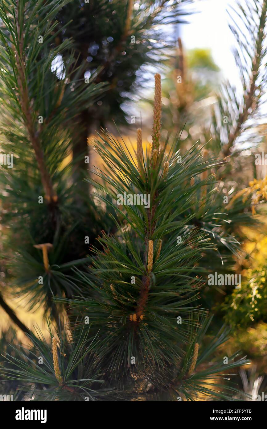 Concept nature pour la conception du ressort. Une branche des aiguilles de pin japonaises d'origine. Banque D'Images