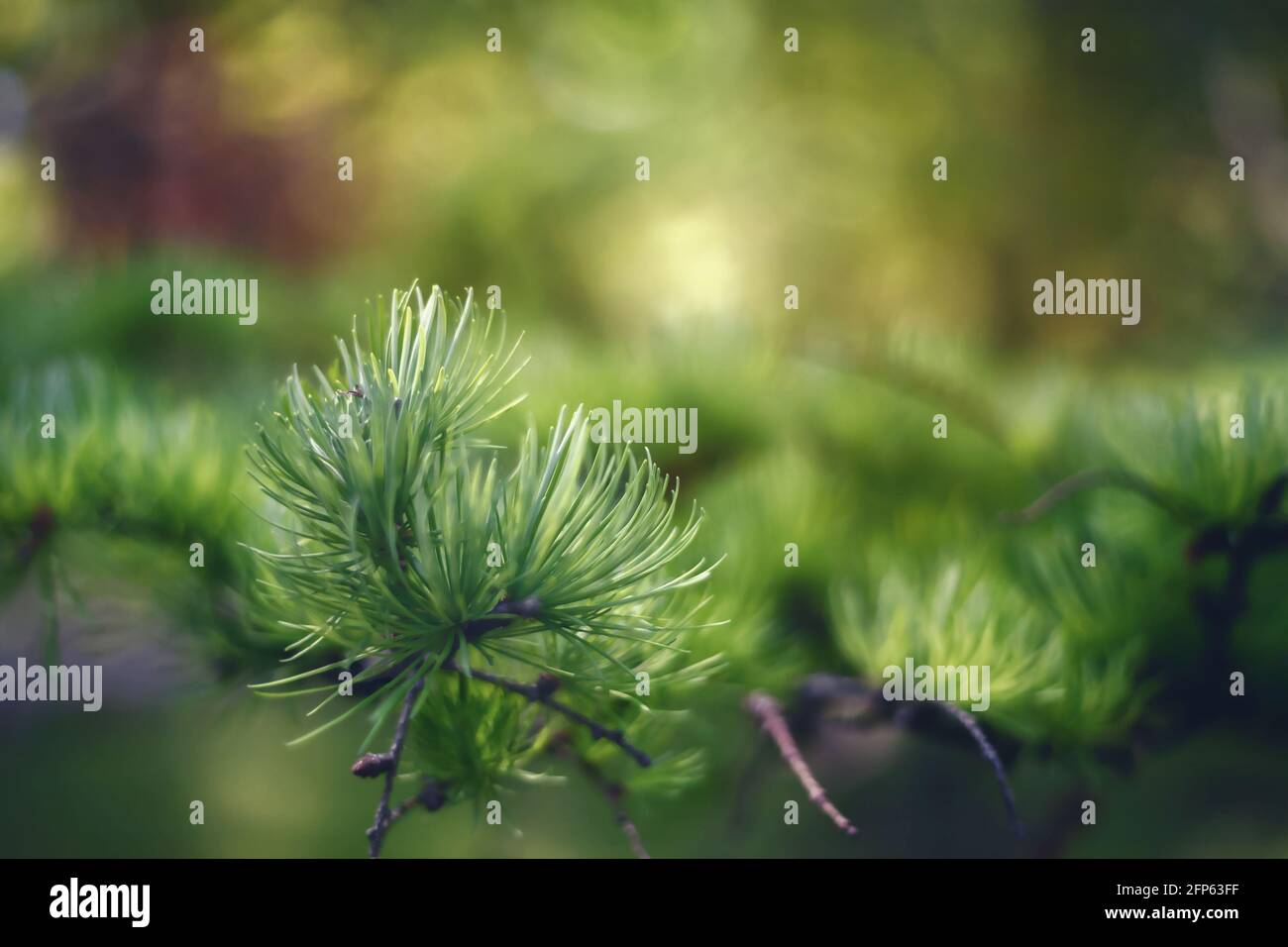 Concept nature pour la conception du ressort. Une branche des aiguilles de pin japonaises d'origine. Banque D'Images