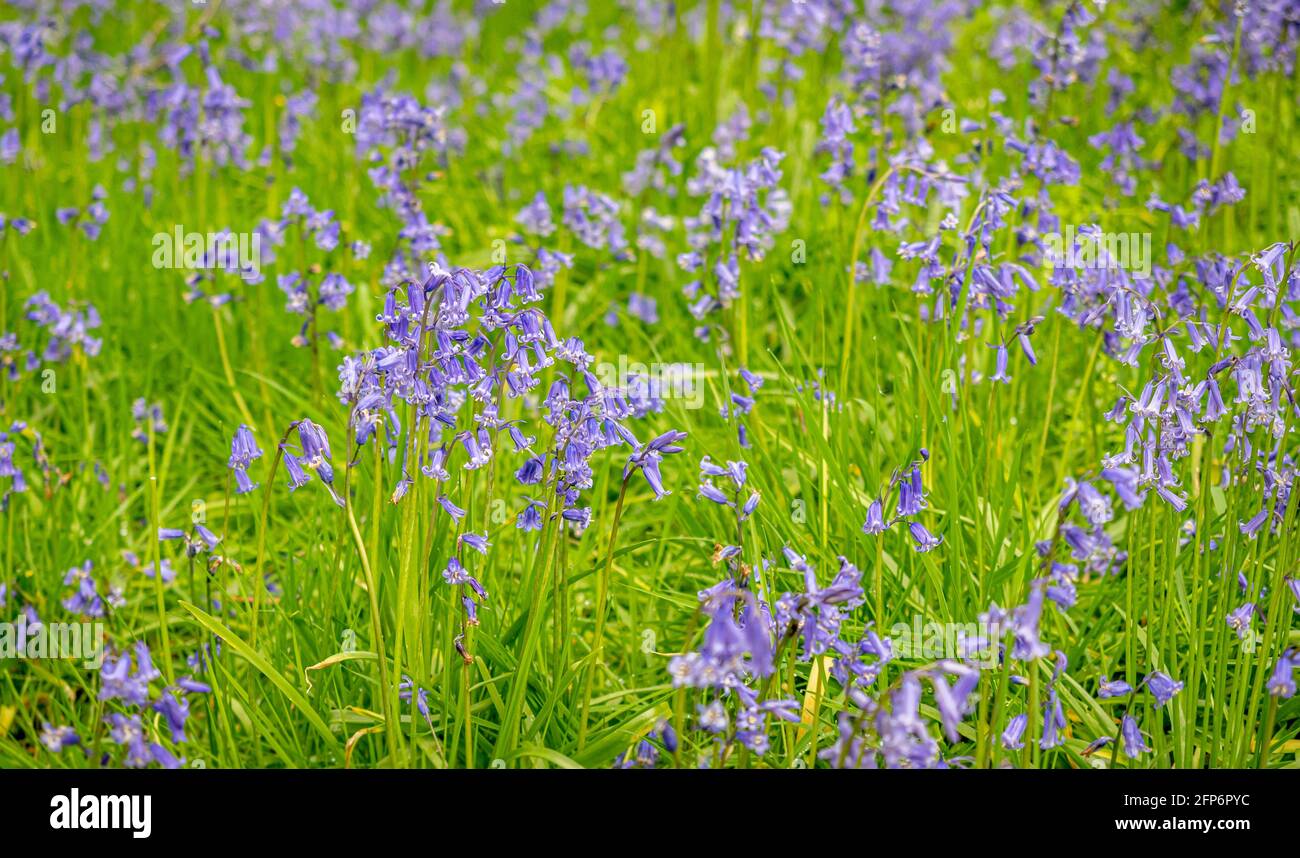 Les cloches fleurissent au printemps. Banque D'Images