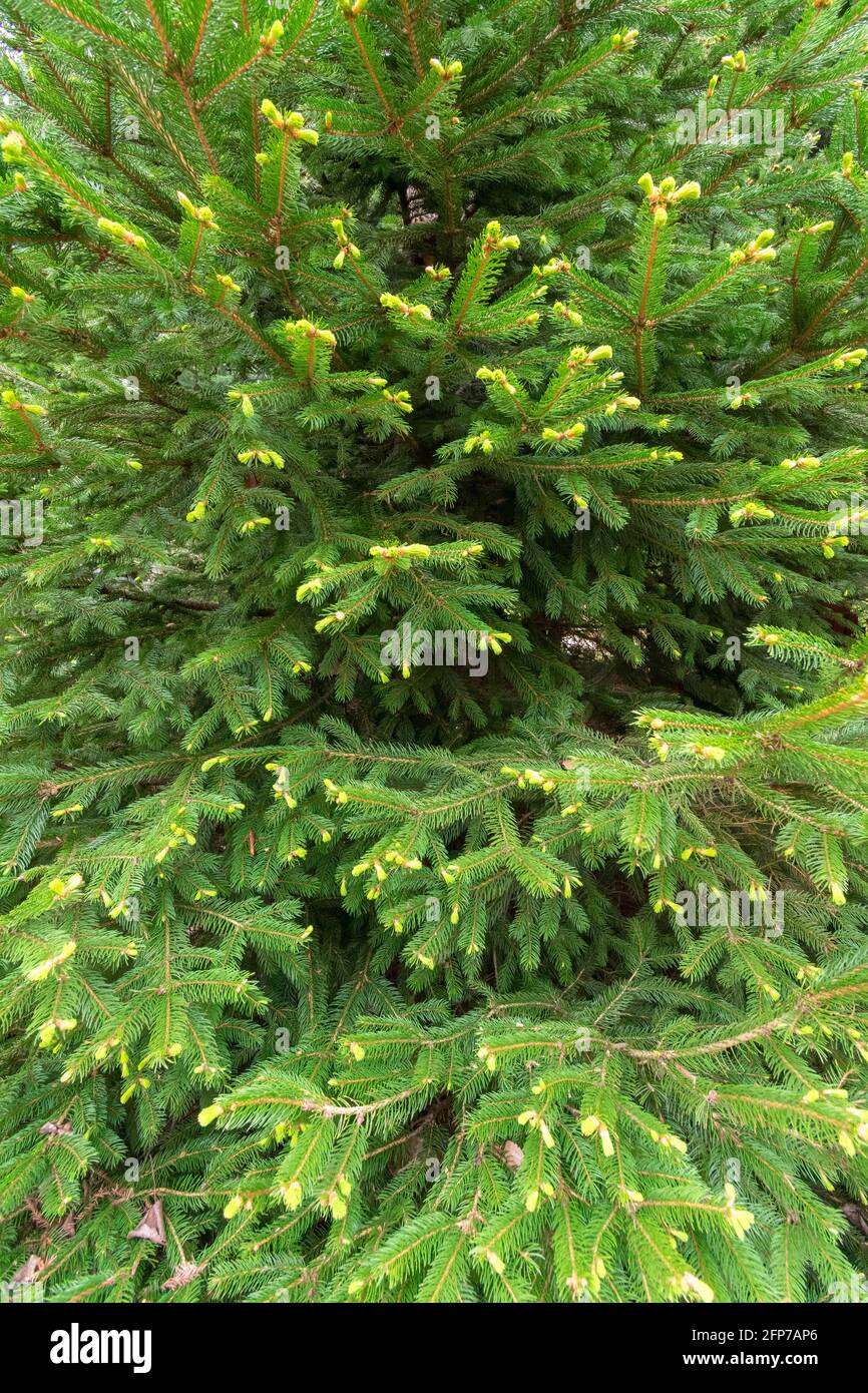Plan vertical d'un arrière-plan d'arbre à feuilles persistantes. Banque D'Images