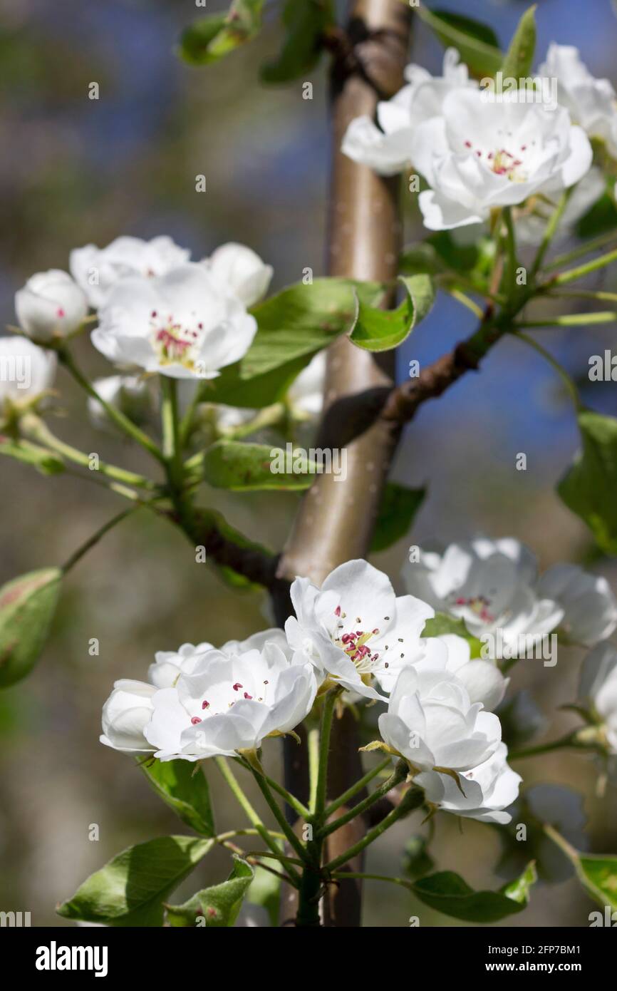 Branches de poires avec fleurs, bourgeons et feuilles par temps ensoleillé. Banque D'Images