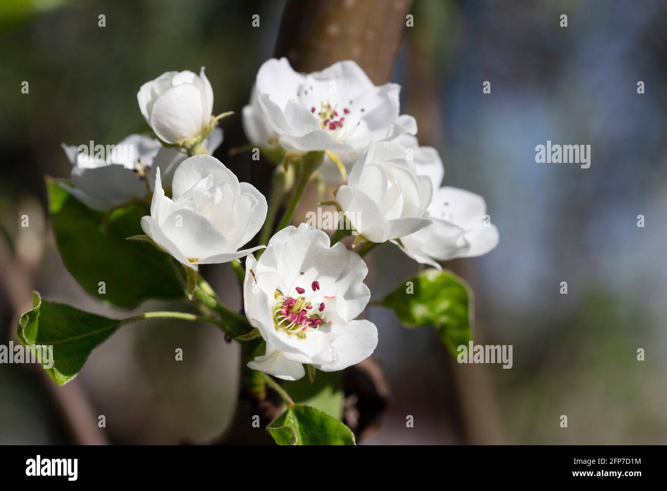 Branches de poires avec fleurs, bourgeons et feuilles par temps ensoleillé. Banque D'Images