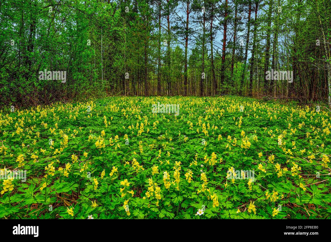 Glade fleurie en forêt de printemps avec des fleurs jaunes de Corydalis bracteata couvertes - paysage printanier. Un de primrosiers fleurs en tai sibérien Banque D'Images