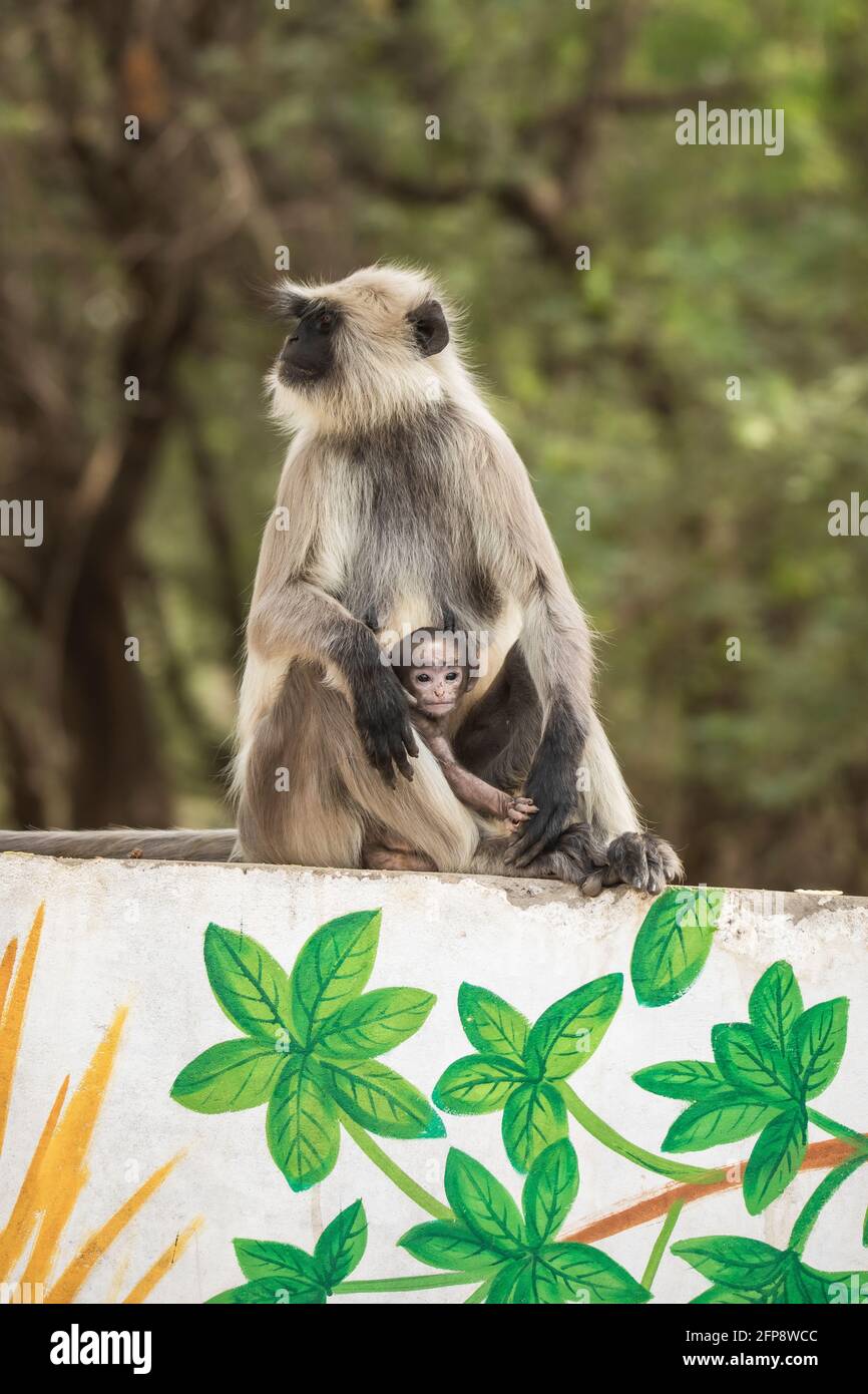 Hanuman langur, Semnopithecus entellus, réserve naturelle de Karhandla, Maharashtra, Inde. Banque D'Images