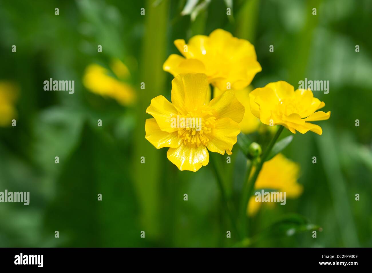 Fleurs de Buttercup rampant au printemps Banque D'Images