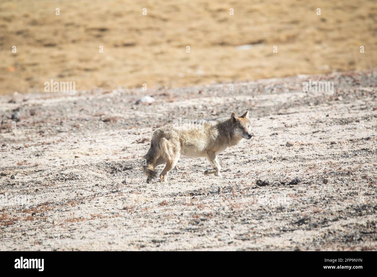 Loup tibétain, Canis lupus filchneri, Gurudonmar, Sikkim, Inde Banque D'Images