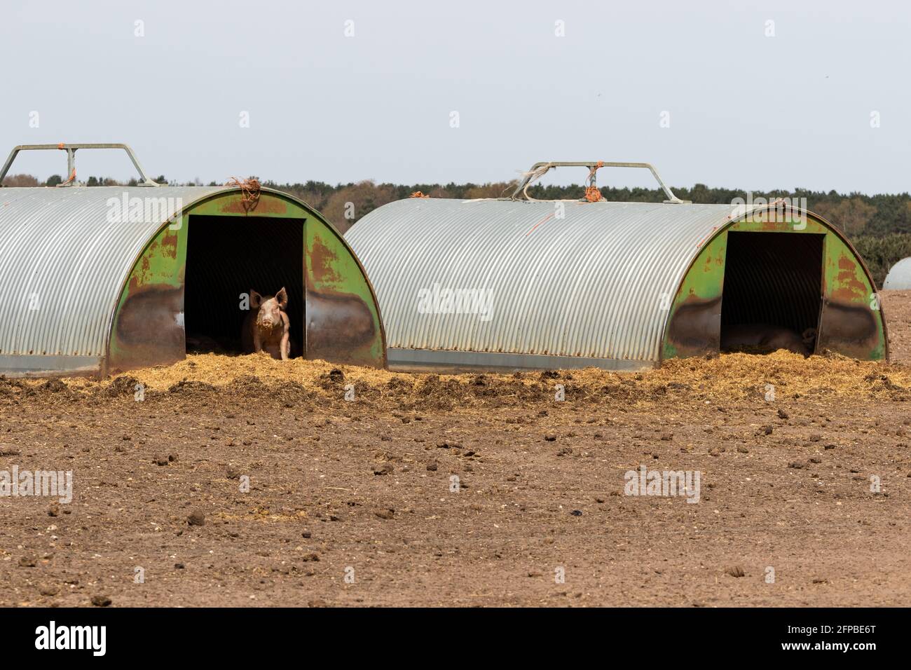 Les cochons de l'aire de répartition libre cherchent refuge dans leur hâtive pendant un chaude journée d'été Banque D'Images