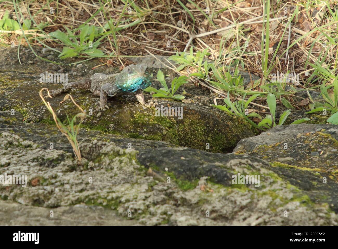 Caméléon dans la région du lac Elementeita au Kenya Banque D'Images