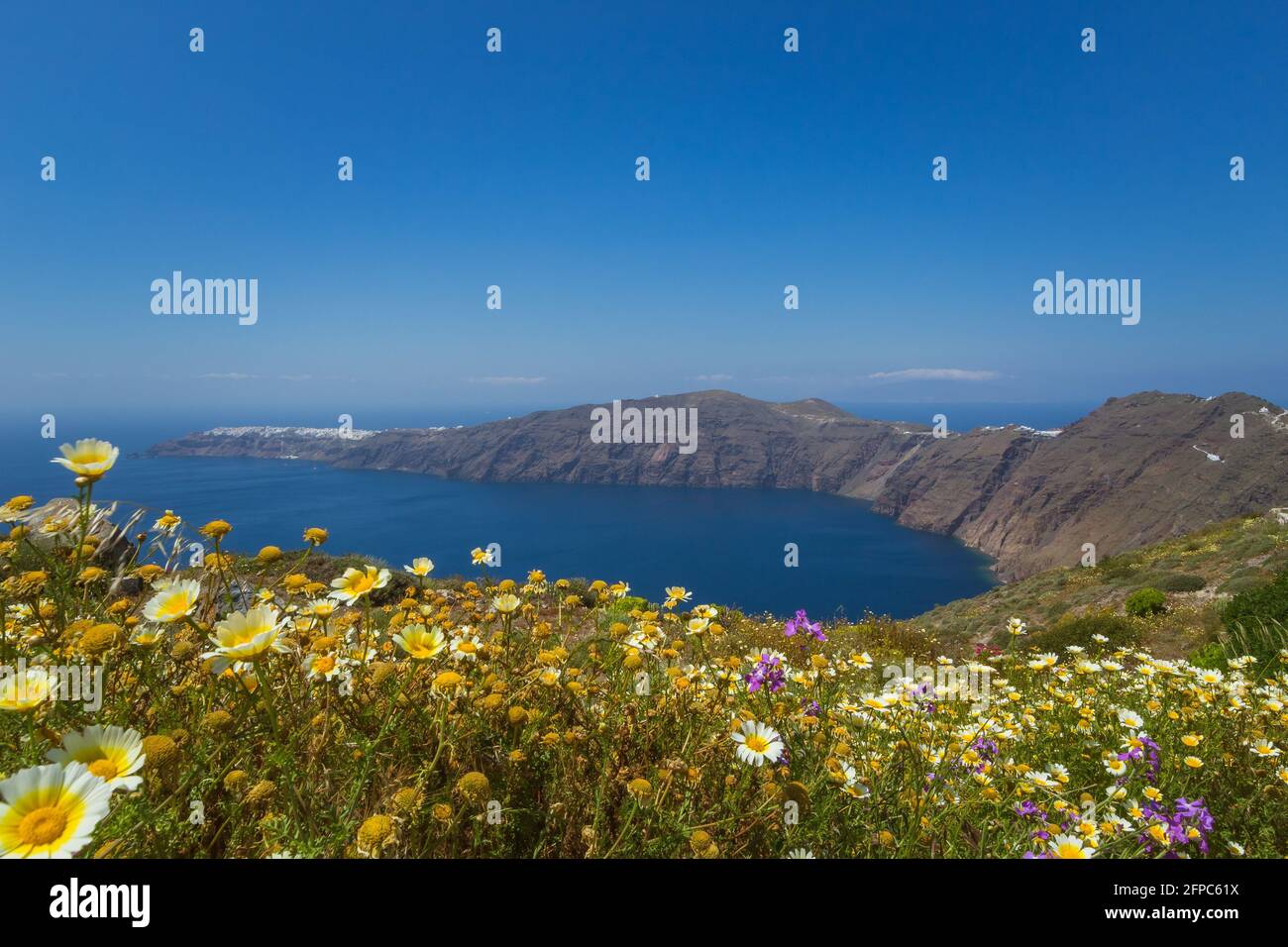 Paysage grec avec la caldeira de l'île de Santorini en Grèce avec des fleurs sauvages en premier plan. Banque D'Images