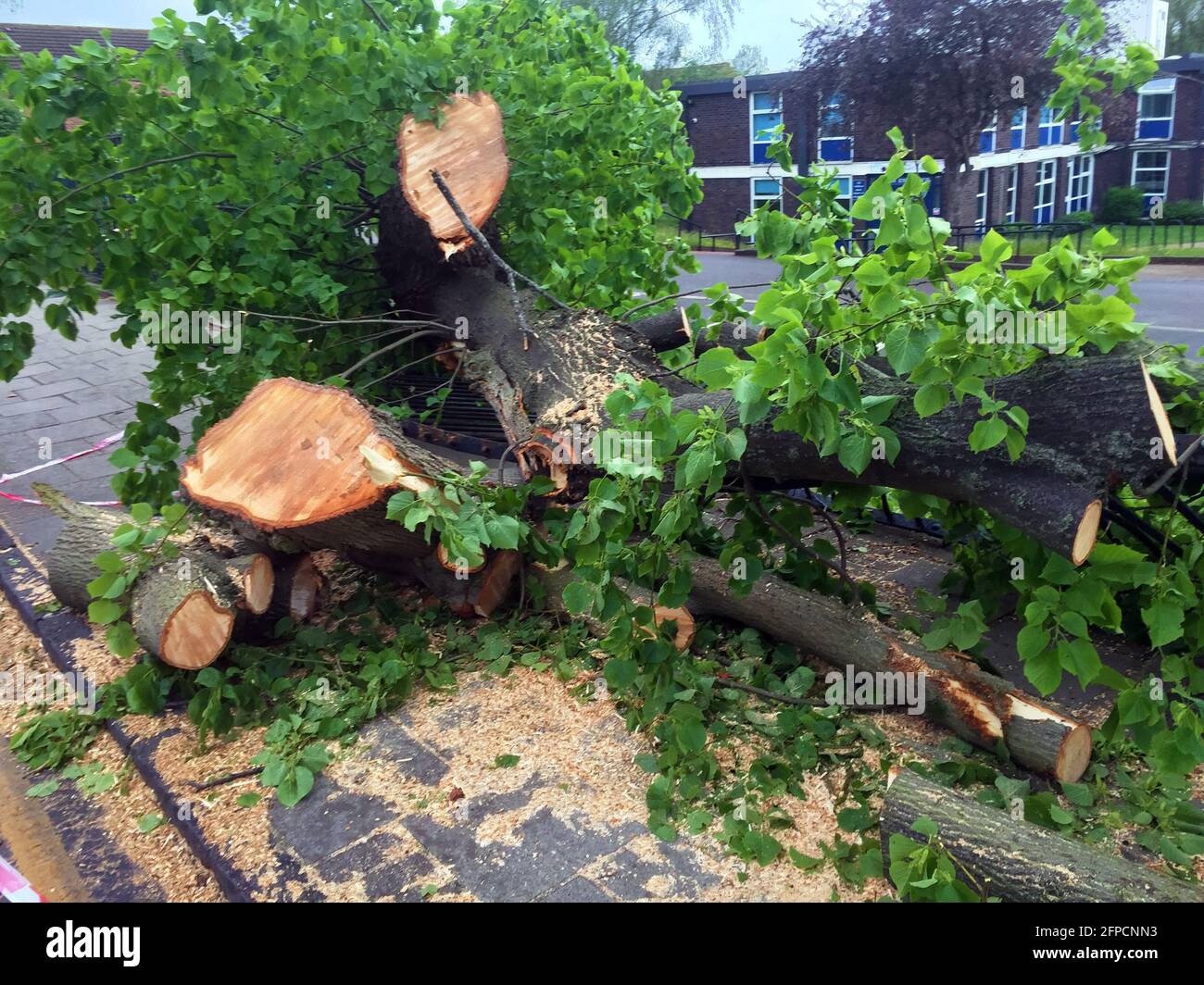 Londres, Royaume-Uni. 20 mai 2021. Dommages causés par le vent sur Beechcroft Rd Tooting SW17 South West London. Credit: JOHNNY ARMSTEAD/Alamy Live News Banque D'Images