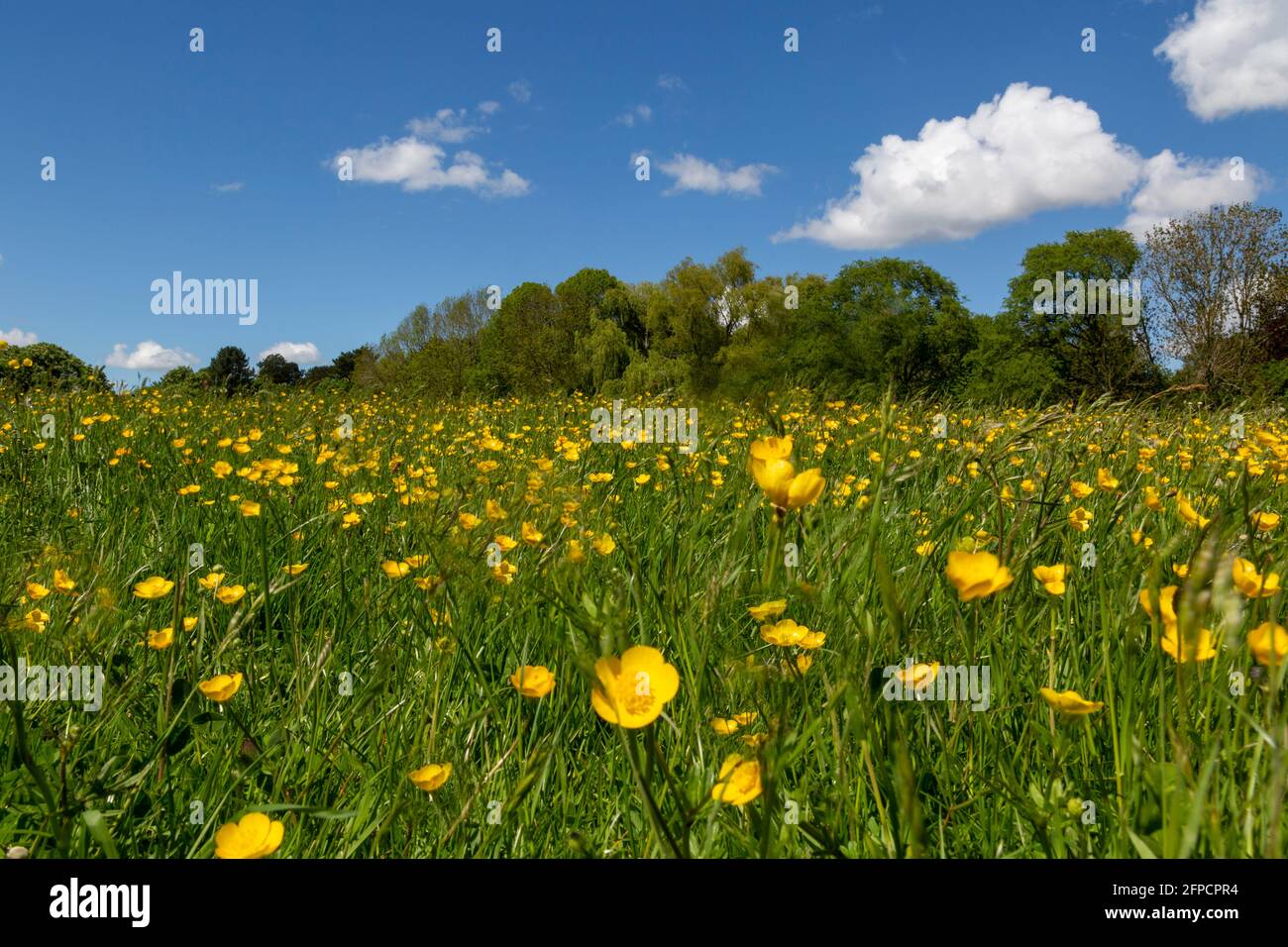 Un champ de buttercups à Castle Meadows à Abergavenny, au sud du pays de Galles, au Royaume-Uni Banque D'Images