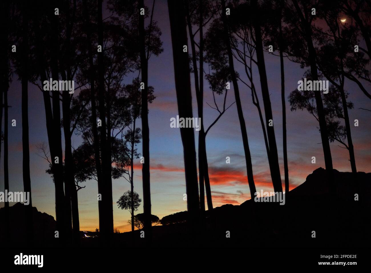 Croissant de lune à travers la silhouette des arbres de Gum bleu au lever du soleil, Coetzenberg, Stellenbosch Banque D'Images