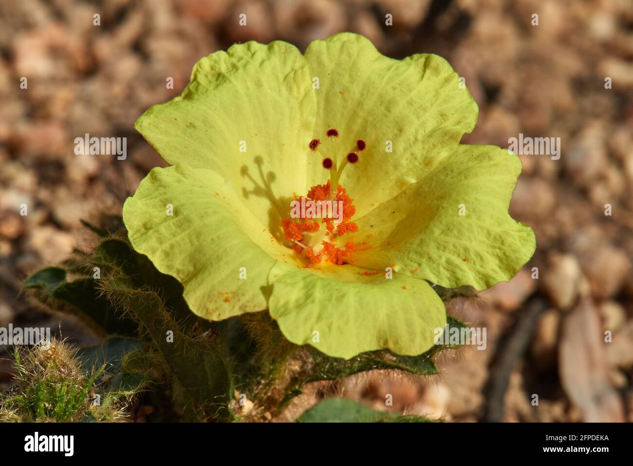 Hibiscus sauvage nain (Hibiscus aethiopicus) sur Stellenbosch Mountain Stellenbosch Banque D'Images