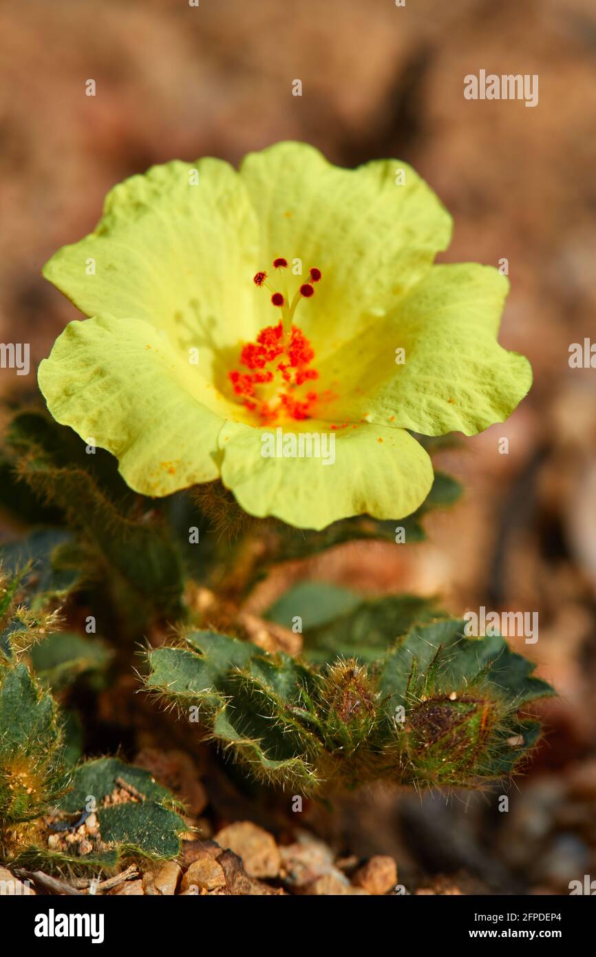 Hibiscus sauvage nain (Hibiscus aethiopicus) sur Stellenbosch Mountain Stellenbosch Banque D'Images