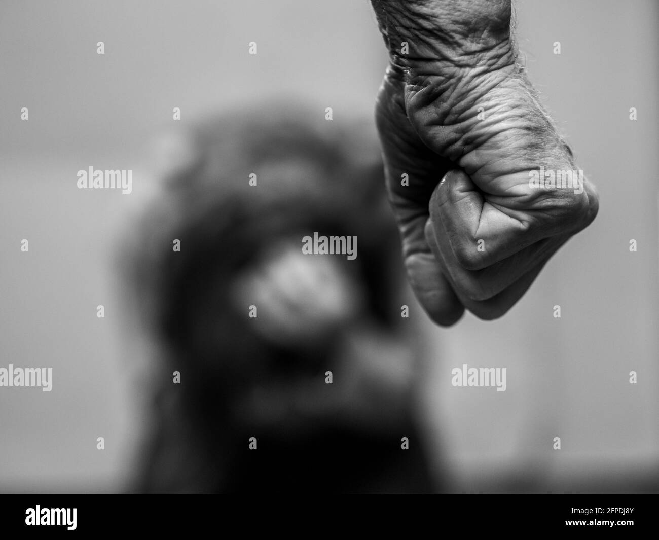 Les hommes de la violence domestique ont serré le poing sur les femmes de lâcher noir et image blanche Banque D'Images