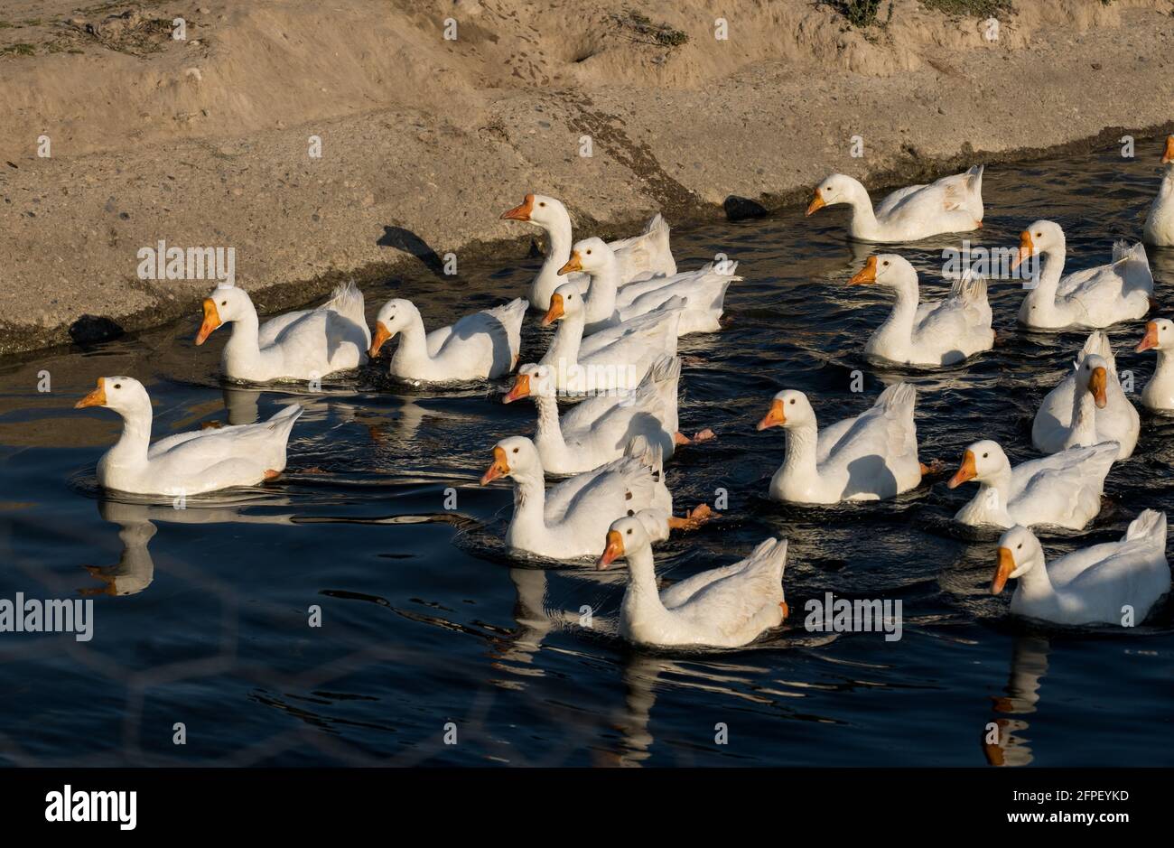 Groupe de canards nageant dans un canal Banque D'Images