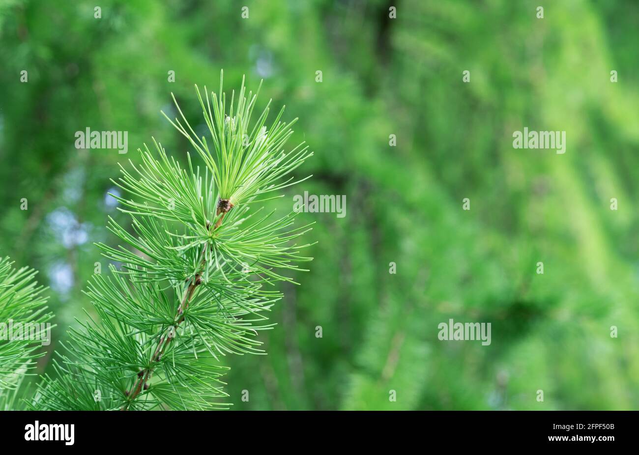 Branche avec jeunes pousses de mélèze sibérien de la famille des pins. Banque D'Images