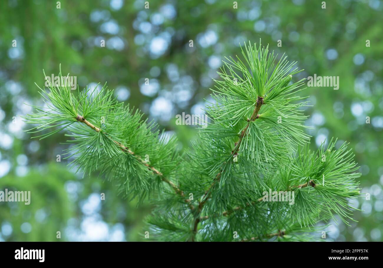 Branche avec jeunes pousses de mélèze sibérien de la famille des pins. Banque D'Images