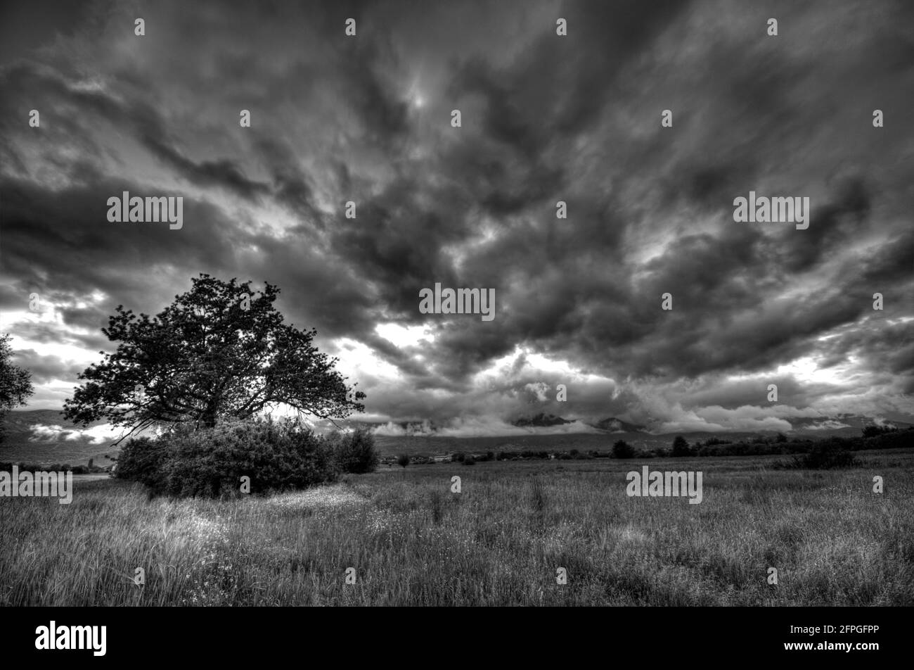 Photo en noir et blanc d'un arbre solitaire, ciel nuageux spectaculaire, prairie, paysage naturel merveilleux. Banque D'Images