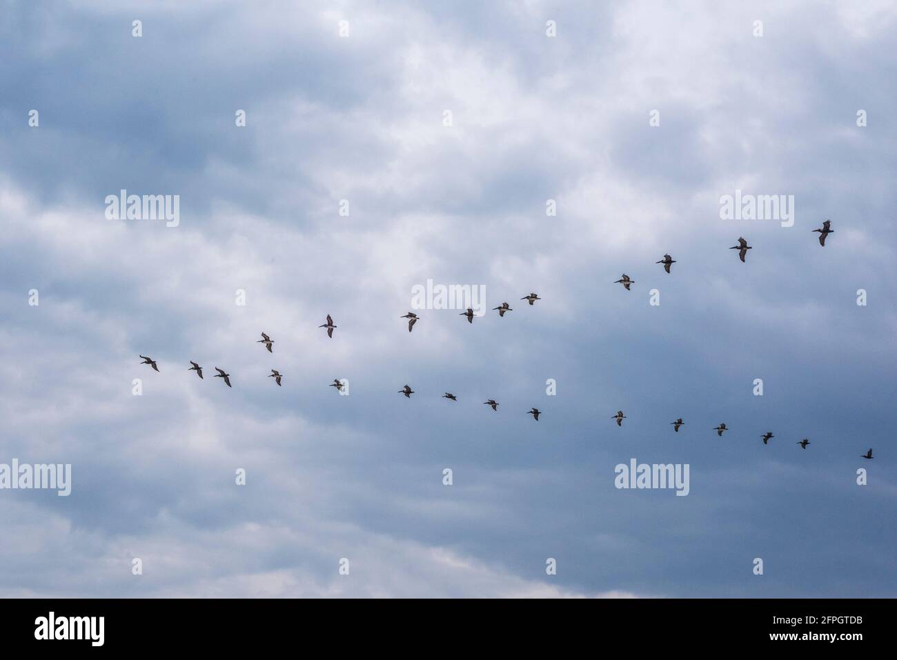 Un troupeau de pélicans bruns volent dans une formation en V au-dessus de Navarre Beach en Floride le 30 avril 2021. Banque D'Images