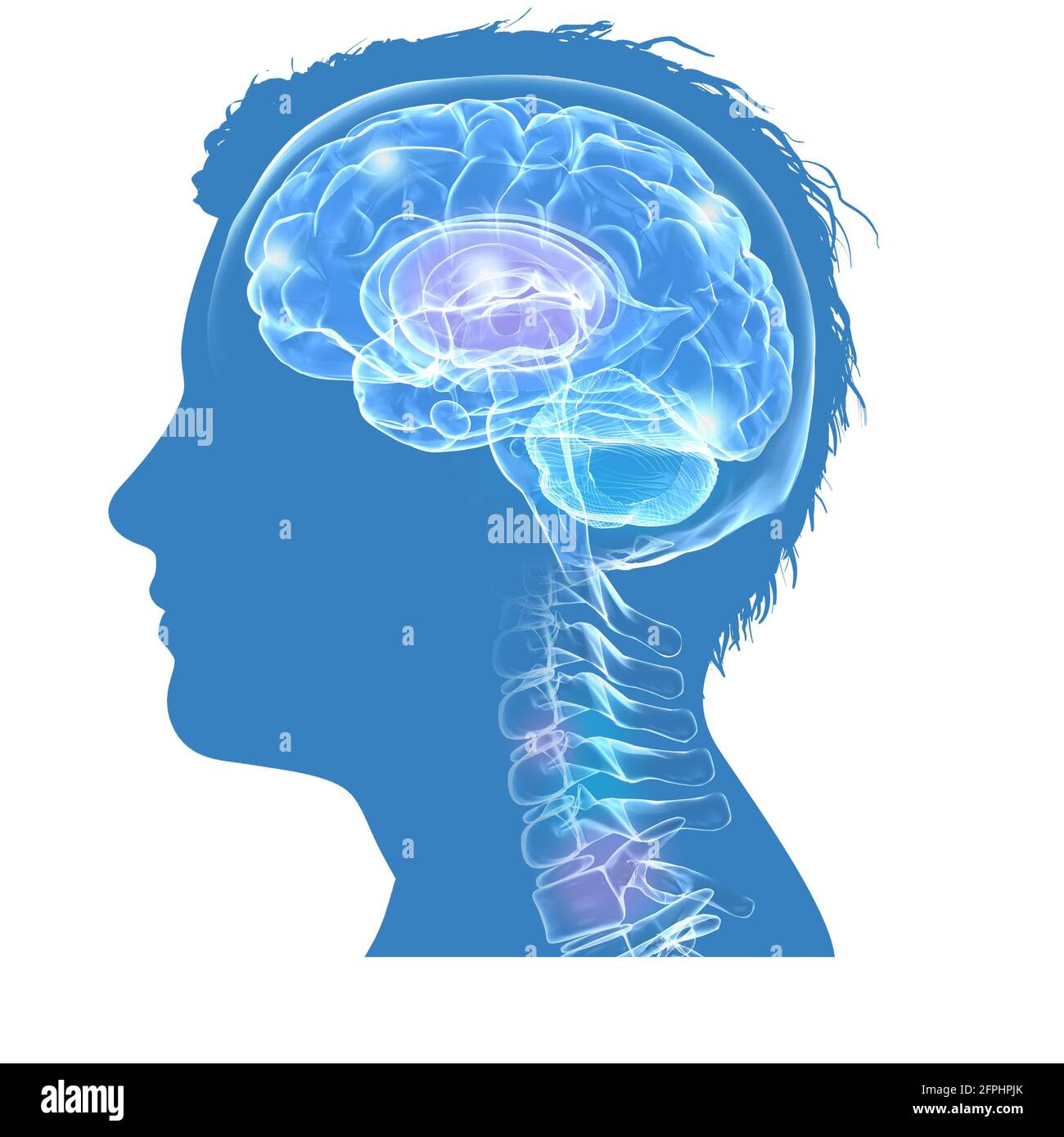Illustration 3D de la silhouette d'une tête humaine masculine, montrant le cerveau et les premières vertèbres. Verre transparent sur fond bleu. Banque D'Images