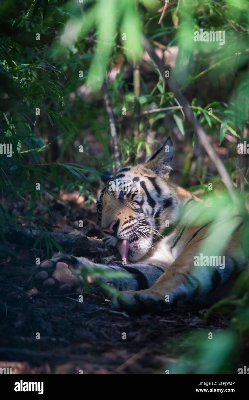 Tigre du Bengale royal, Panthera tigris, Bandhavgarh Tiger Reserve, Madhya Pradesh, Inde Banque D'Images