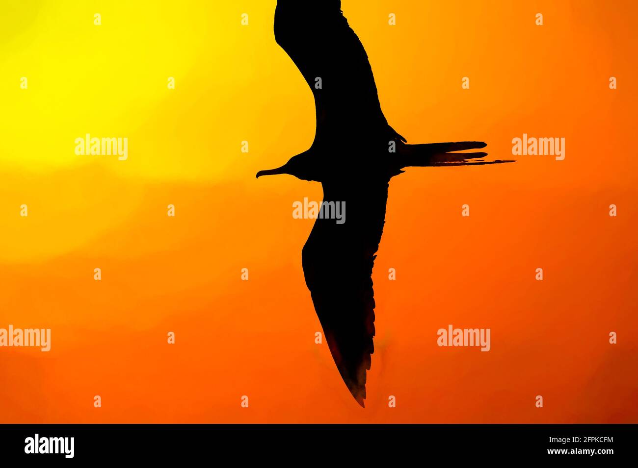 Un oiseau unique est en vol avec des ailes étalées silhouetté contre Un ciel éclatant et coloré au coucher du soleil Banque D'Images