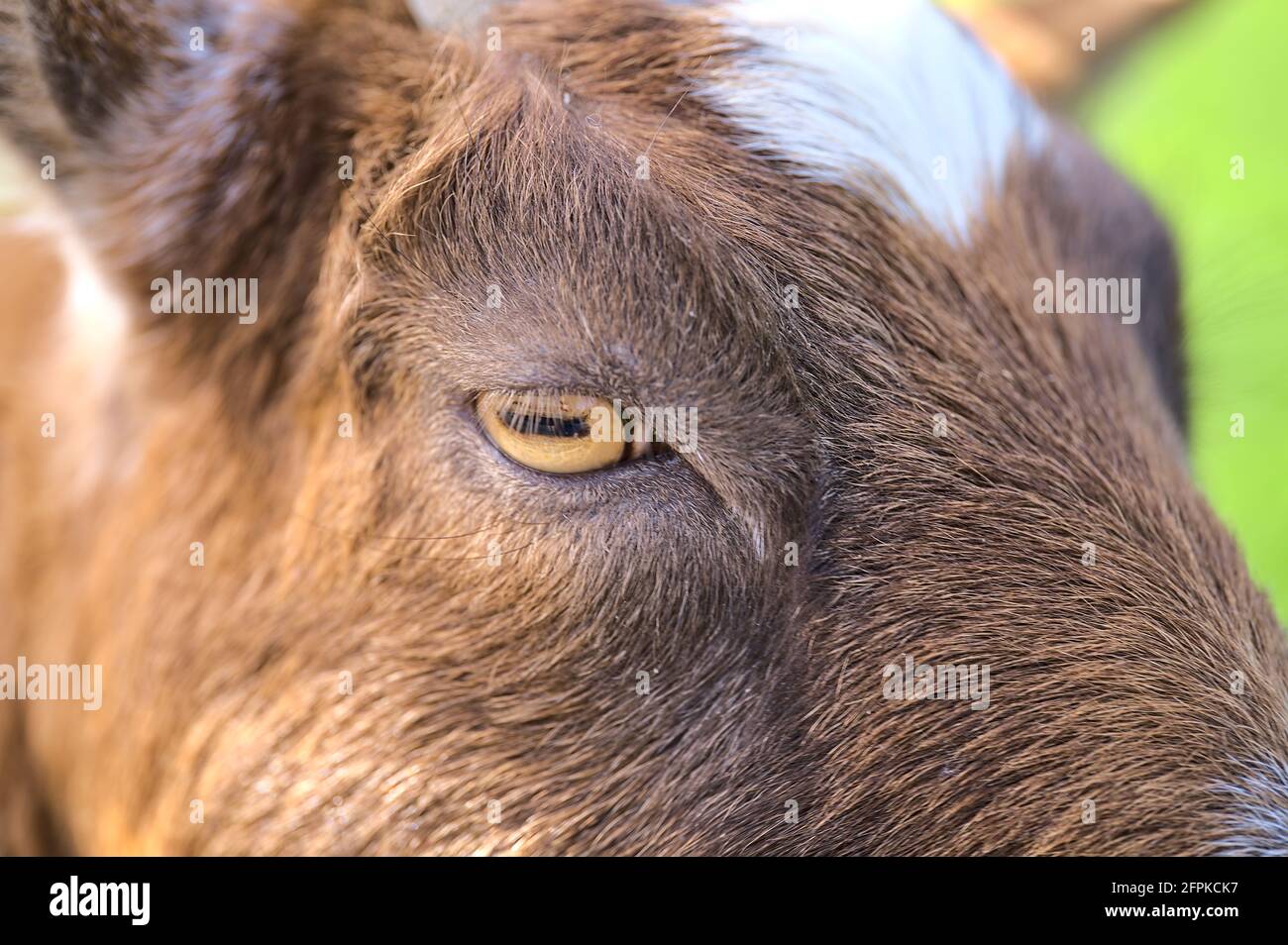 Belle vue rapprochée de l'œil jaune de chèvre à côté de la clôture en bois de la ferme de Goatstown à Dublin, en Irlande. Mise au point douce et sélective Banque D'Images