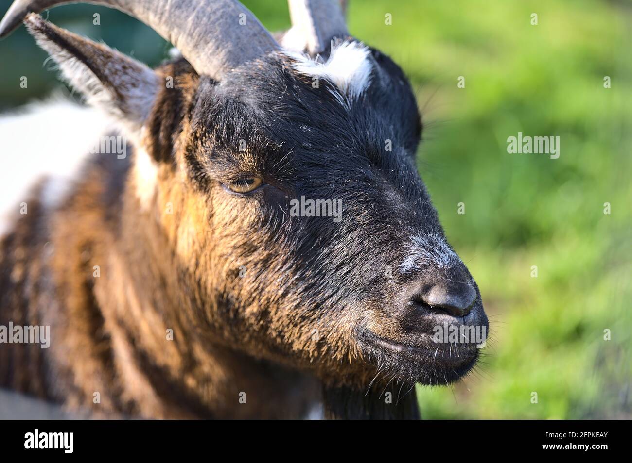 Belle vue rapprochée de la tête de chèvre mignonne à côté de la clôture en bois de la ferme de Goatstown à Dublin, en Irlande. Mise au point douce et sélective Banque D'Images