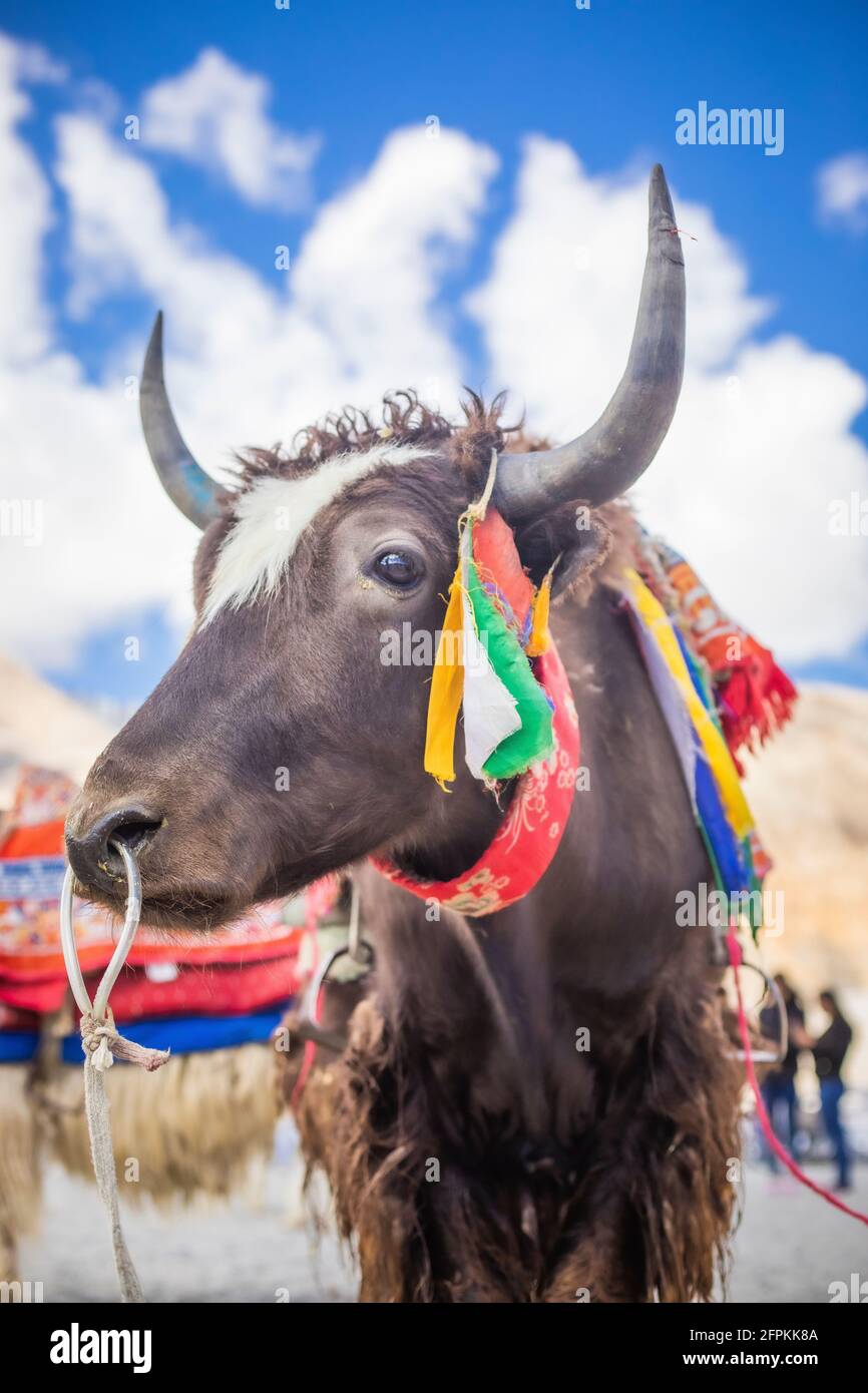 Yak, lac Pangong, Jammu-et-Cachemire, Inde Banque D'Images