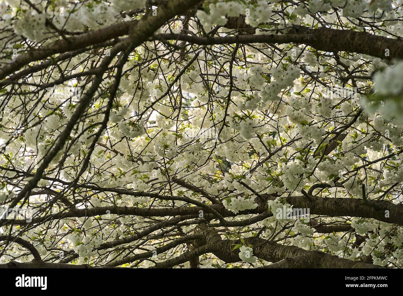 Belle vue rapprochée de la délicate cerisier blanc de printemps (Prunus Shogetsu Oku Miyako) arbre à fleurs à Herbert Park, Dublin, Irlande Banque D'Images