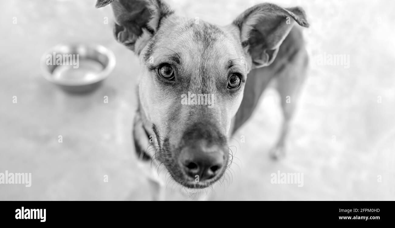 Un chien a l'air impatient en attendant avec son chien Bol alimentaire à l'arrière-plan en noir et blanc Format Banque D'Images