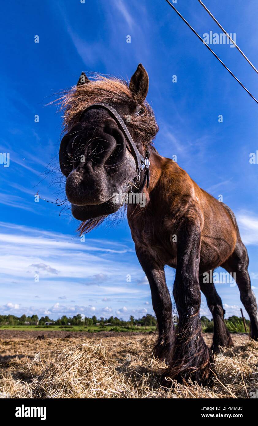 Des chevaux amicaux sur l'île de Schiermonnikoog, aux pays-Bas, en été Banque D'Images