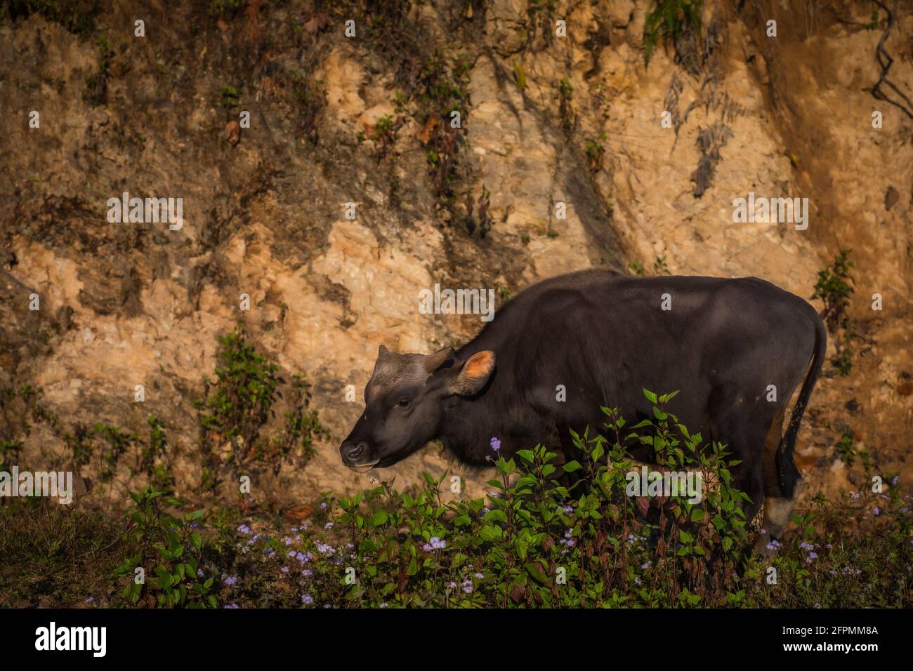 Mithun, Bos frontalis, animal d'État du Nagaland, Satakha, Nagaland, Inde Banque D'Images