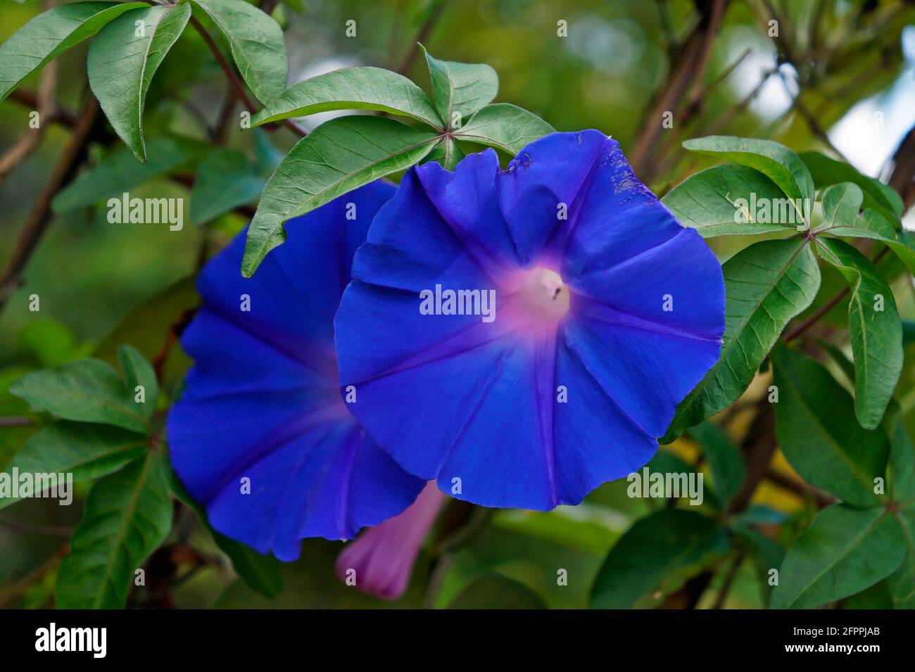 Fleur de gloire du matin bleu (Ipomoea purpurea) Banque D'Images