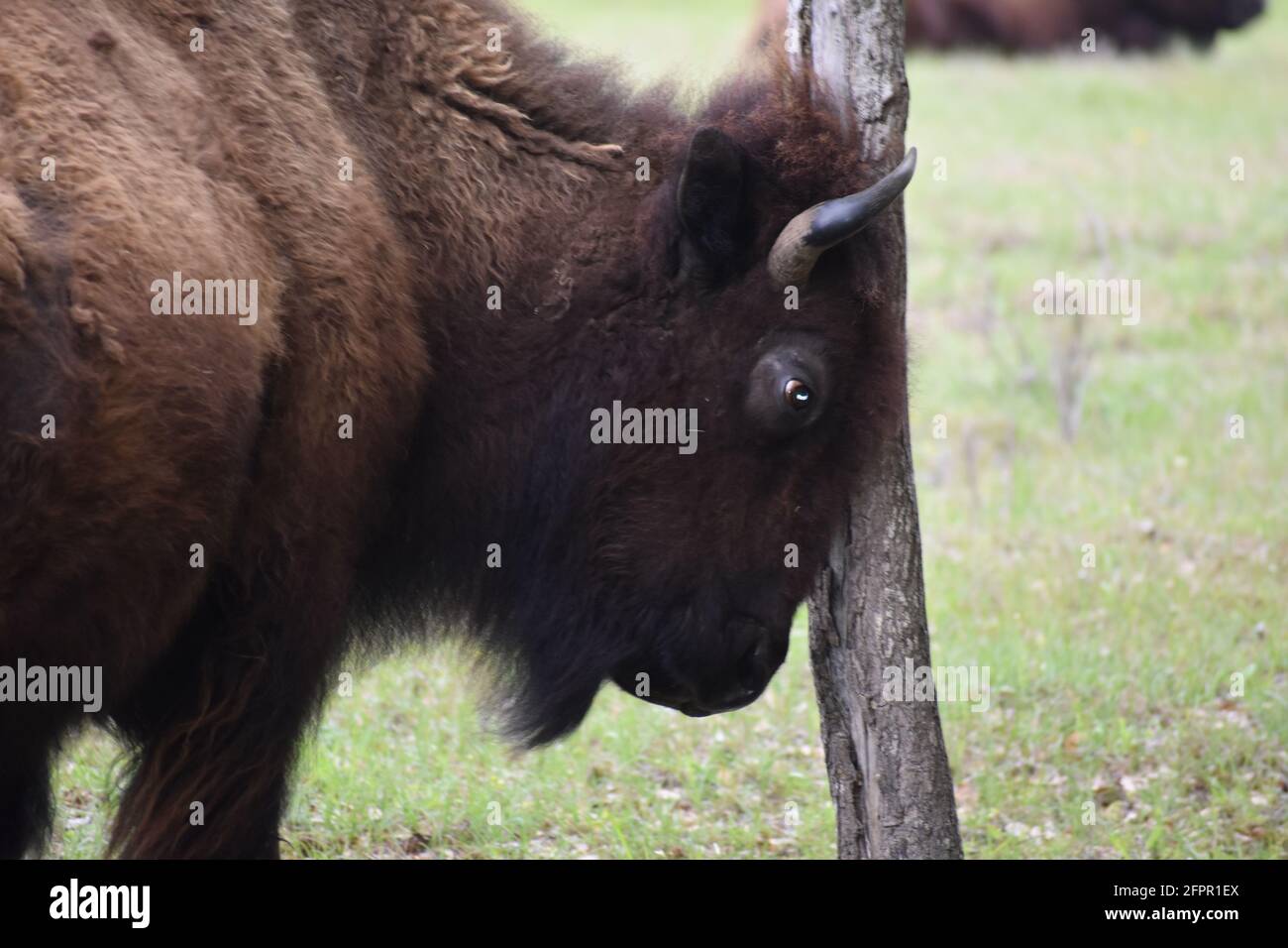 bison avec une démangeaison Banque D'Images