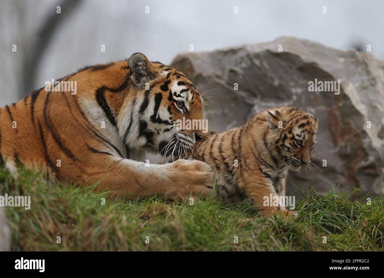 TIGRE DE SIBÉRIE ET CUB AU PARC ZOOLOGIQUE DE MARWELL, PRÈS DE WINCHESTER, HANTS PIC MIKE WALKER 2004 Banque D'Images