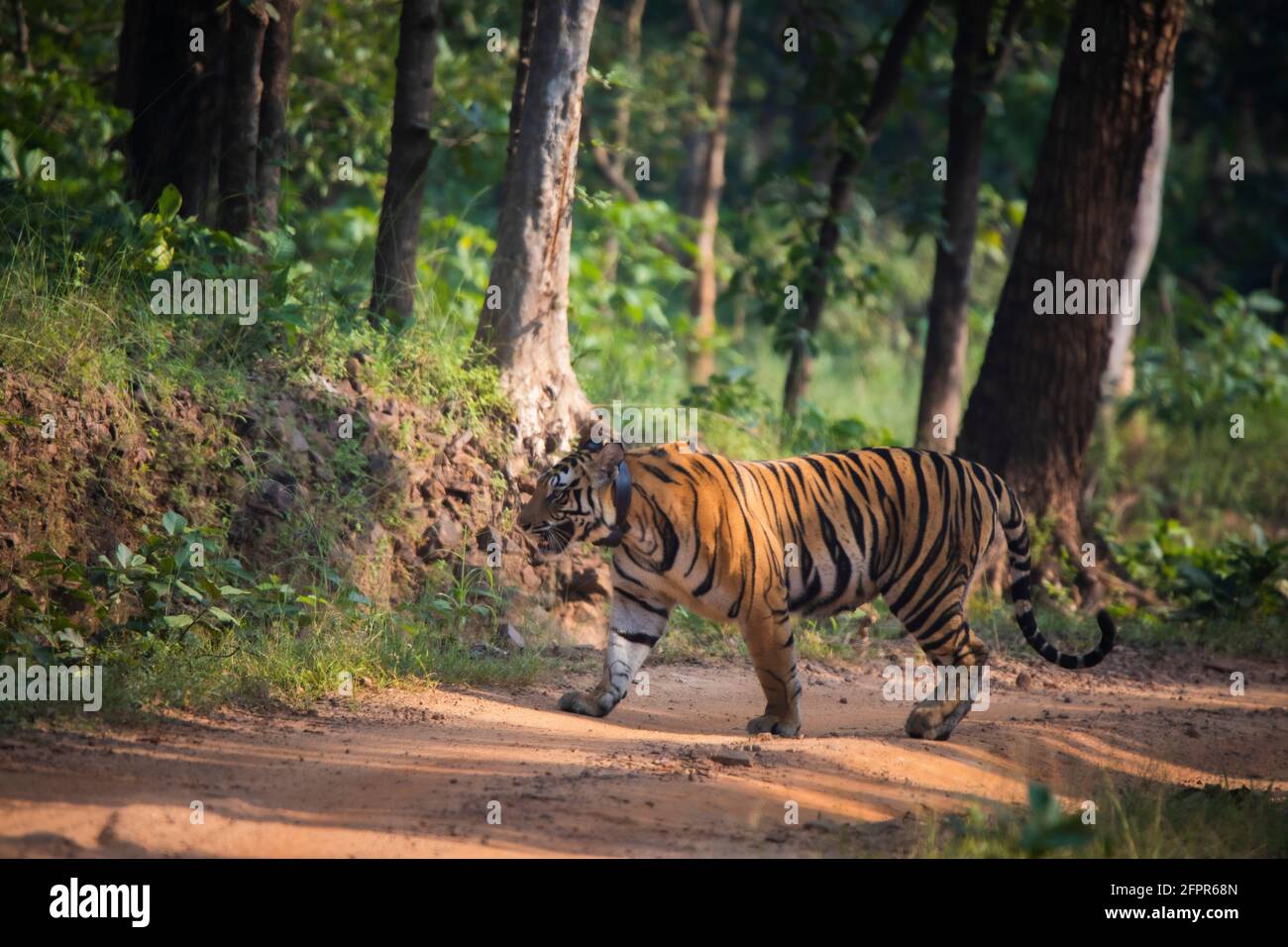 Tigre du Bengale royal, Panthera tigris, réserve de tigre Sanjay Dubri, Madhya Pradesh, Inde Banque D'Images