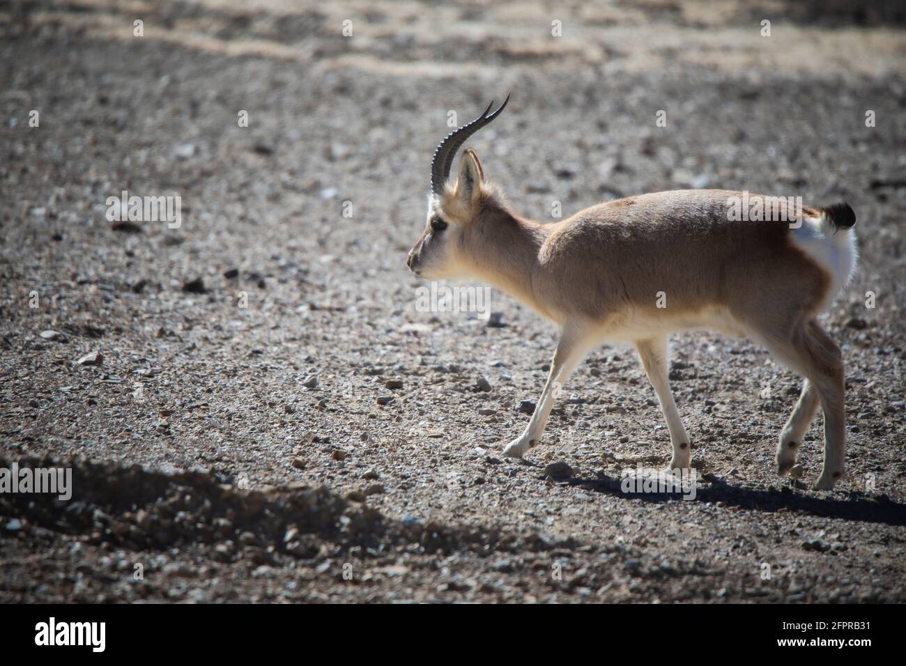 Gazelle tibétaine, Procapra picticaudata, Gurudonmar, Sikkim, Inde Banque D'Images